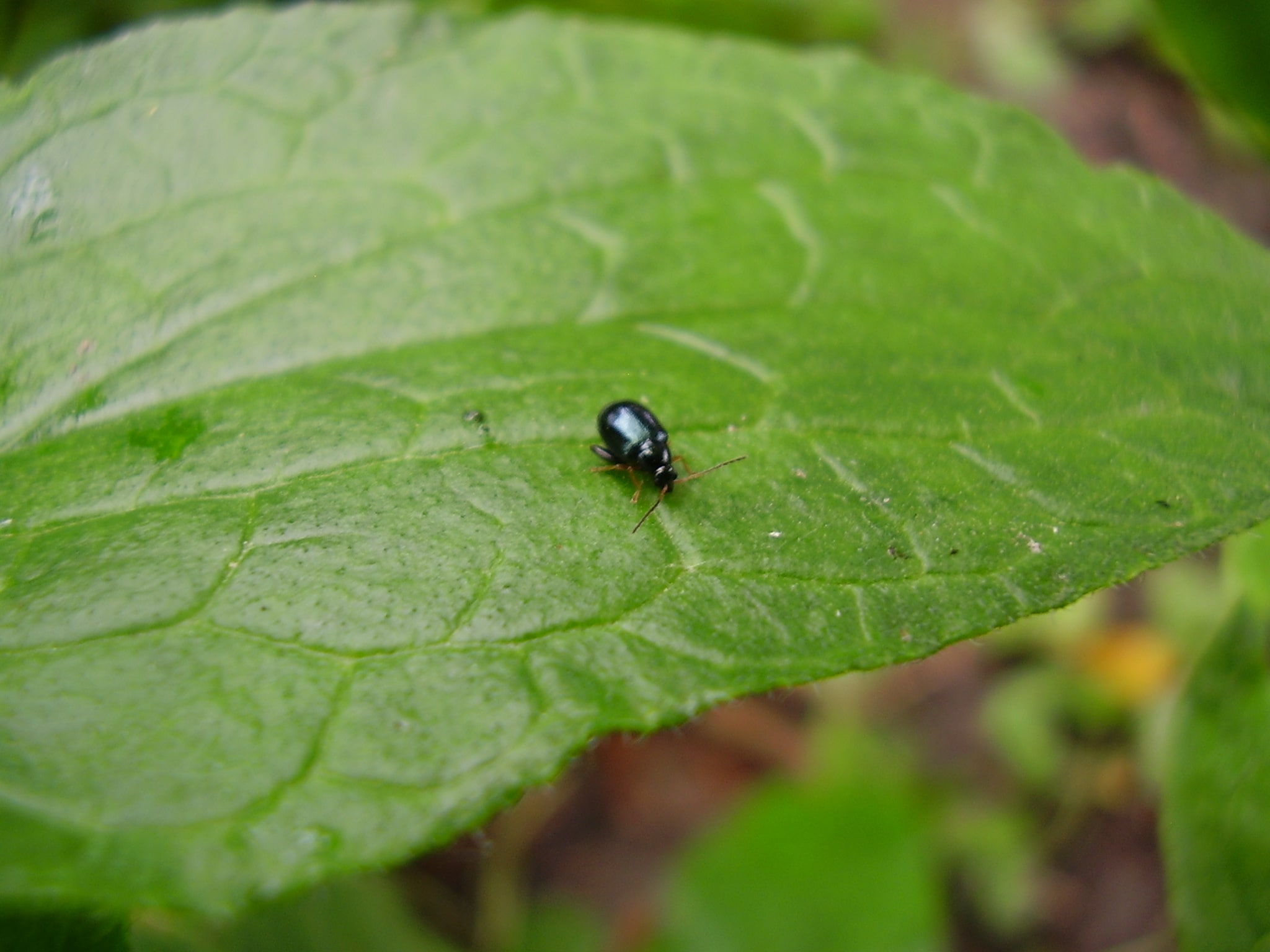 Chrysomelidae Galerucinae trib Alticini? S.